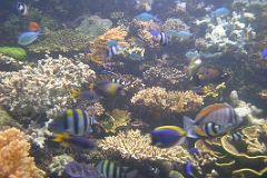 Singapore 04 04 Sentosa Island Underwater World Aquarium Coral Reef.JPG